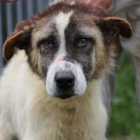 Goran - toller Familienhund, Hund zur Adoption