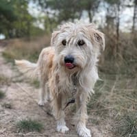 Franz  ein süßer Kerl, Hund zur Adoption