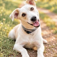 Lio -sucht sein Für-Immer-Zuhause, Hund zur Adoption