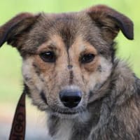 Finjo - kinderlieb u. verspielt, Hund zur Adoption