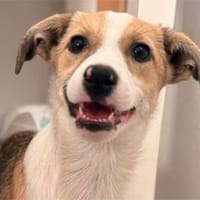 Welpe Tobi sucht sein Zuhause, Hund zur Adoption