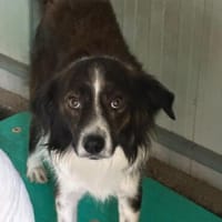 Nick, Hund zur Adoption