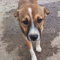 Willi sucht neuen Wirkungskreis in einer Familie, Hund zur Adoption