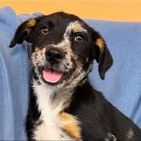 Stanley sucht sein Für-Immer-Zuhause, Hund zur Adoption
