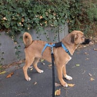 Joschi auf Pflegestelle in Dortmund, Hund zur Adoption