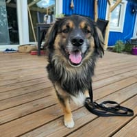 Pauli sucht sein Zuhause, Hund zur Adoption