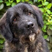 Pedro- zotteliger Herzensbrecher sucht seine Menschen, Hund zur Adoption