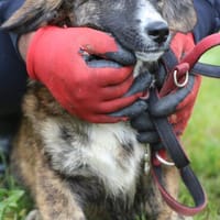 Denia - süsse, kleine Junghündin, Hündin zur Adoption