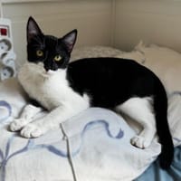 Felix, kleine Schnurrmaschine, ca. 7 Monate, Kater zur Adoption