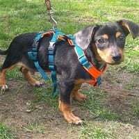 Hugo - wartet in 91058 Erlangen, Hund zur Adoption
