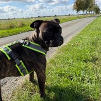 Boxermix Buddy sucht sportliche Menschen, Hund zur Adoption