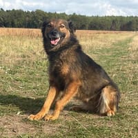 Alice  eine wundervolle Begleiterin, Hündin zur Adoption
