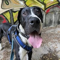Manetti, sensibler Riese mit Herz, Hund zur Adoption