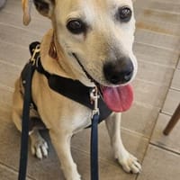 Fokas, sanfter Sonnenschein, ca. 10 Jahre, *schwerhörig*, Hund zur Adoption