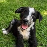 Ducky sucht sein Für-Immer-Zuhause, Hund zur Adoption