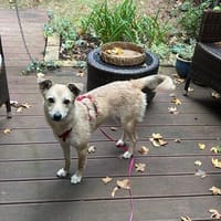 Mona auf Pflegestelle in Pforzheim, Hündin zur Adoption