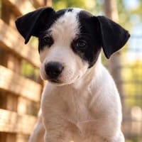Marlene sucht ihr Zuhause fürs Leben, Hündin zur Adoption
