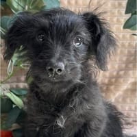 Kiva- kleines Wuschelmädchen sucht Ihre Familie fürs Leben, Hündin zur Adoption