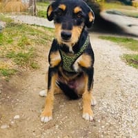 Ricka ein super liebes Mädchen, Hündin zur Adoption