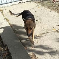 Kimba eine Hündin für Liebhaber, Hündin zur Adoption