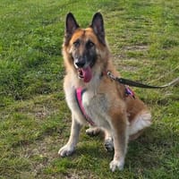 Geburtstagswunder gesucht, Hund zur Adoption