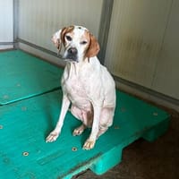Gina, Hündin zur Adoption