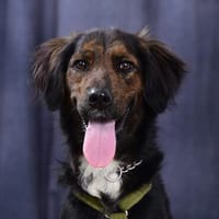 AKKI - sportlich aktiver Typ will noch Vieles lernen, Hund zur Adoption