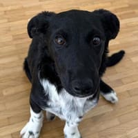Welpenmädchen Chana  wartet in 22081 Hamburg, Hündin zur Adoption
