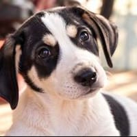 Mira sucht ihr Zuhause fürs Leben, Hündin zur Adoption