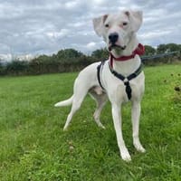 Yaki, ca. 65cm, 32kg sucht Menschen mit Hunderfahrung..., Hund zur Adoption