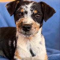 Ronja sucht ihr Für-Immer-Zuhause, Hündin zur Adoption