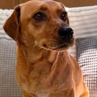 Sasha sucht ihre Seelenverwandte, Hündin zur Adoption