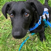 Bub♥Spunky♥liebes Familienmitglied wartet in 09648 Mittweida, Hund zur Adoption