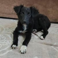 Kira - das gelehrige freundliche Welpenmädchen, Hündin zur Adoption
