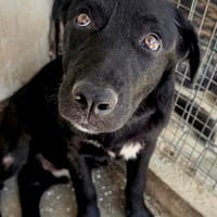 Junghund Giotto in HAMBURG sucht Familie, Hund zur Adoption