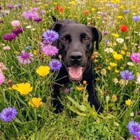 Amber 💚💚💚 ist ein kleiner Rohdiamant, Hündin zur Adoption