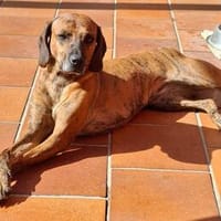 Zara 💝 liebe Hündin auf Pflegestelle in Würzburg, Hündin zur Adoption