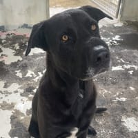 YAGO, chien à adopter