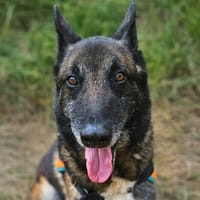 ANGUS, chien à adopter