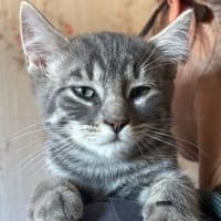 DUSTIN, chat à adopter