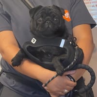 VICKY, chienne à adopter