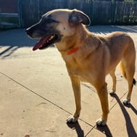 GAIA PAA24452, chienne à adopter
