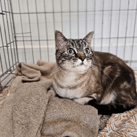 GUYZMO, chat à adopter