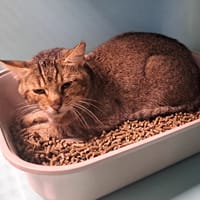 MERIADOC QCT, chat à adopter
