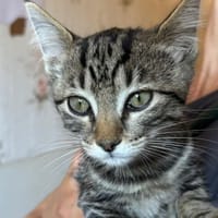 Max, chatte à adopter
