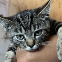 MIKE, chat à adopter