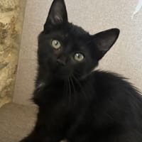 LUCAS, chat à adopter