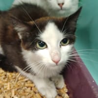 Ardoise, chat à adopter