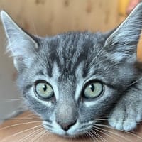 ROBIN, chat à adopter