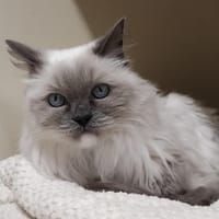 Justine PAB30029, chatte à adopter